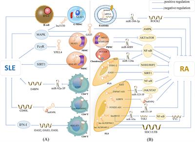 LncRNA Expression Profiles in Systemic Lupus Erythematosus and Rheumatoid Arthritis: Emerging Biomarkers and Therapeutic Targets